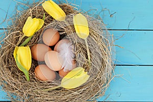 Natural nest with chicken eggs