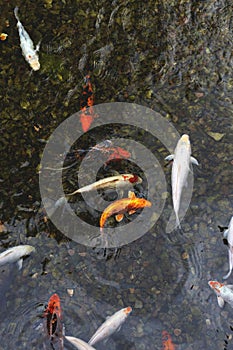 Natural neutral background - a pond with colored carps