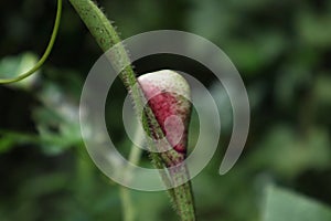 A natural new leaf protection case (Stipule), which is held inside a waiting to be unfold fresh leaf photo