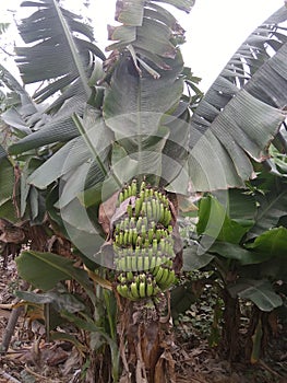 Natural nice looking kela ke poudha