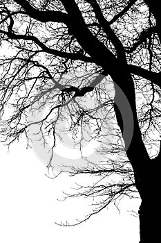 Natural oak tree branches silhouette on a white background