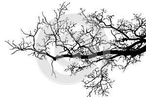 Natural oak tree branches silhouette on a white background