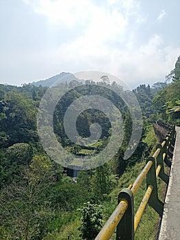 Natural Oasis: Forest Waterfall