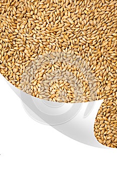 Natural oat grains background, closeup,bent corner of the page