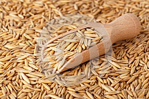 Natural oat grains with husk