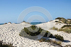 Natural, old and protected sand dunes on the atlantic western coast of Portugal, Peniche, Baleal