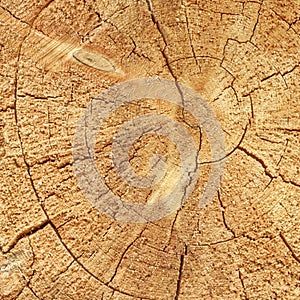 Natural Old Wood Grain Log Square Frame Texture Close-Up