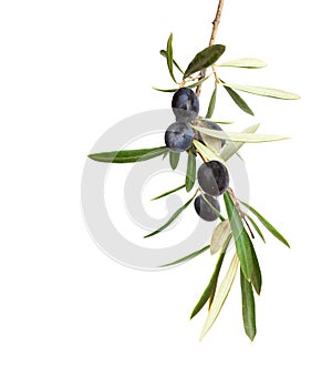 Natural Olive branch with black olives and leaves isolated on white background