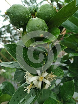 Natural orange fruit
