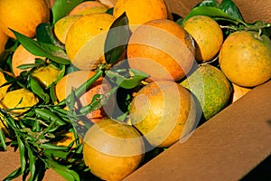 Natural oranges from the orchard