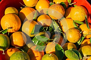 Natural oranges from the orchard