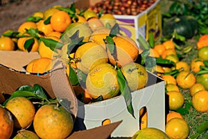 Natural oranges from the orchard