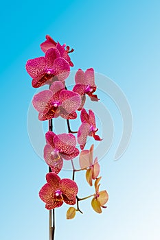 Natural orchid beauty bloom isolated on blue background. Phalaen