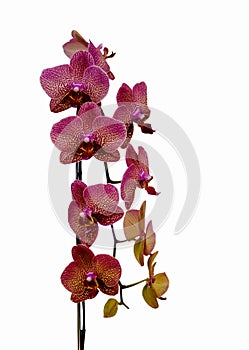 Natural orchid beauty bloom. Phalaenopsis orchid