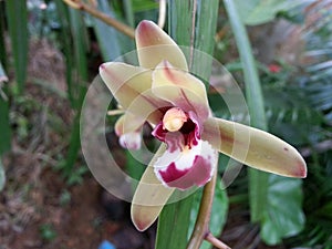 Natural Orchid Flower of Sri Lanka