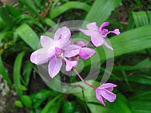 Natural orchid flower of sri lanka.