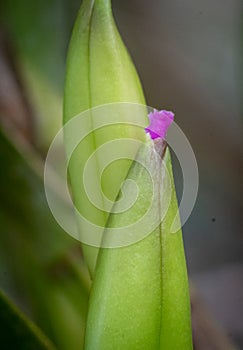 PequeÃÂ±a orquidea comenzando a florecer photo