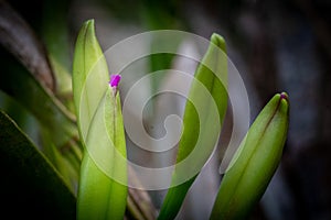 PequeÃÂ±a orquidea comenzando a florecer photo