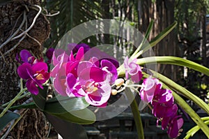 Natural Orchid on the tree. Phalaenopsis Orchids Beautyful Orchid in Chaingmai Thailand