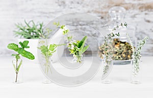 Bottles with medicinal herbs, basil flower,rosemary,oregano, ,thyme and peppermint on white background