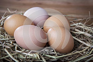 Natural organic eggs on chicken hatching nest