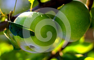 Natural organic farm colorful green apples on tree branch