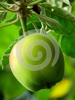 Natural organic farm green apple on tree branch