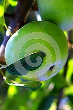 Natural organic farm green apples close up on tree