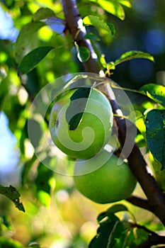 Natural organic farm green apples on tree branch