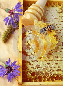 natural organic flower honey