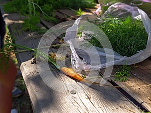 Natural organic food rural background with tiny carrot and fresh twigs of dill