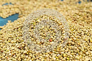 natural organic green coffee beans