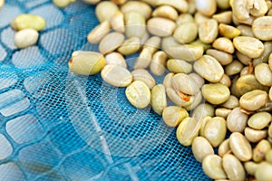 natural organic green coffee beans