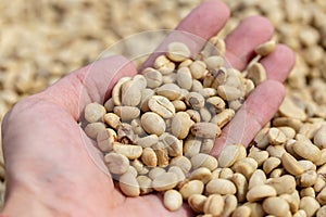 natural organic green coffee beans