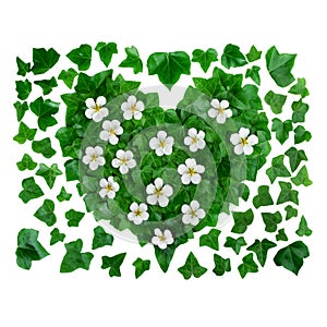 Natural organic pattern background made of green ivy leaves and white flowers.