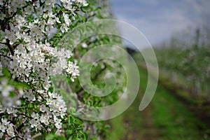 Natural organic plantation and smart farm concept. White inflorescences on branch of apple tree