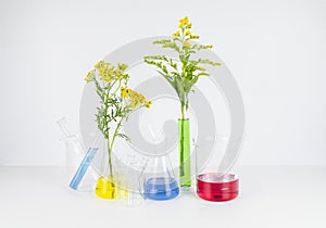 Natural organic and scientific extraction in glassware, Alternative green herb medicine, copy space. Laboratory and