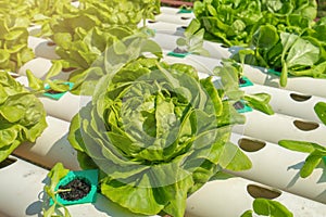 Natural organic vegetables and plants grow in farm, Growing lettuce at home in plastic pipes, healthy and proper nutrition