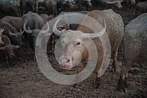 Natural overcast evening in the pasture buffalo