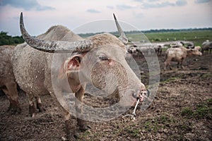 Natural overcast evening in the pasture buffalo