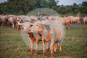 Natural overcast evening in the pasture buffalo