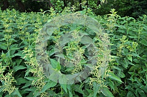 Natural overgrown nettles dioecious Urtica dioica