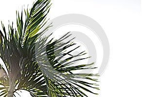 Natural palm leaves against blue sky in the background, with copy space
