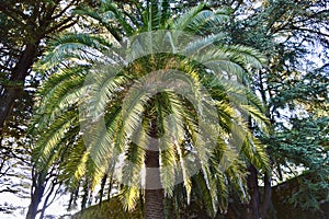 Natural Palm tree