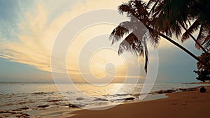 Natural palms beach sundown. The waves on the shore reflect sundown sea and sky. Evening sea shore on palms beach.