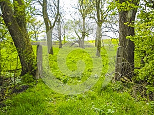 Natural panorama view with moor water coast trees forest Germany