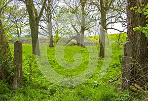 Natural panorama view with moor water coast trees forest Germany