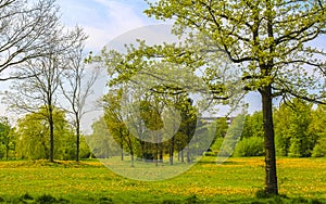 Natural panorama view sunny day green plants trees forest Germany