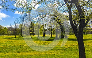 Natural panorama view sunny day green plants trees forest Germany