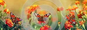 Natural panoramic background with three peacock eye butterflies sit on flowers in a Sunny garden